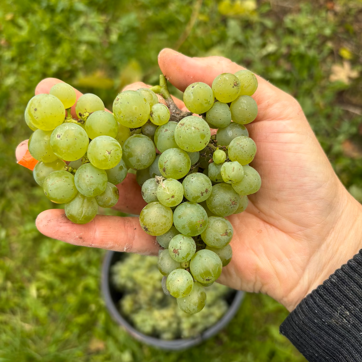 Sauvignon Blanc grapes in Mette's hand during their first harvet on Lilleø. 